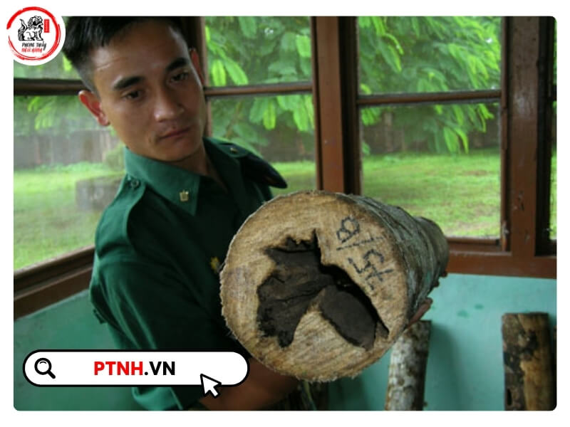 Thông thường, một cây trầm hương tự nhiên phải mất từ 10 – 20 năm để có thể hình thành trầm chất lượng cao.