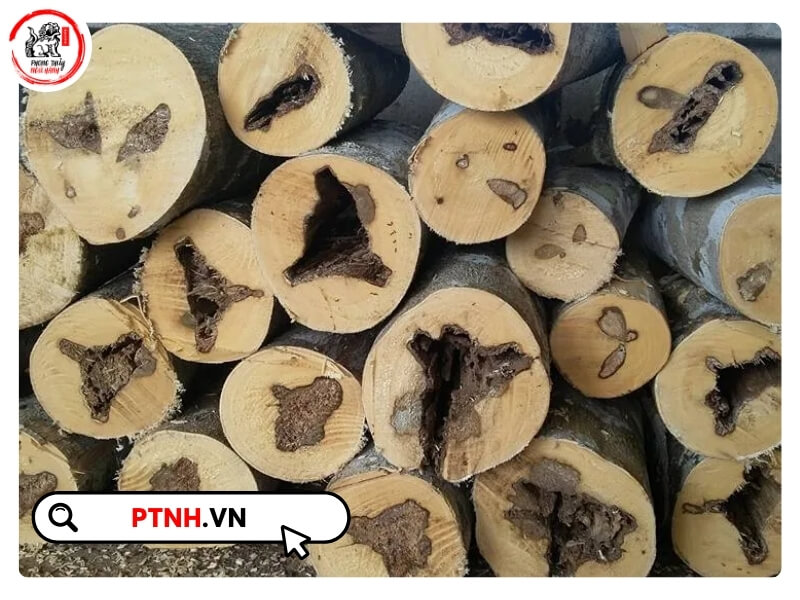 Trong môi trường canh tác, người trồng có thể sử dụng nhiều biện pháp để rút ngắn thời gian tạo trầm xuống còn 5 – 7 năm