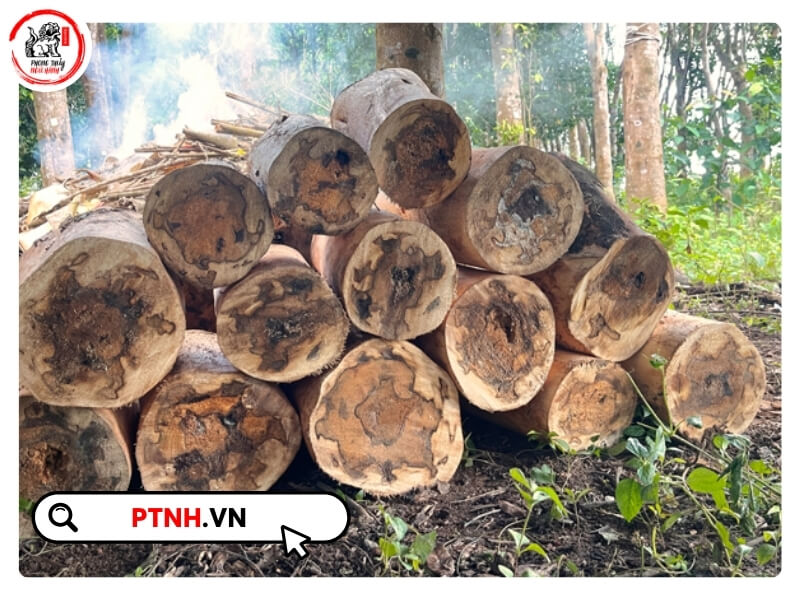 Trong khoảng 6 – 12 tháng đầu, cây trầm hương được ươm trong bầu đất với chế độ chăm sóc đặc biệt để đảm bảo bộ rễ phát triển tốt và cây đủ sức đề kháng khi trồng ngoài tự nhiên.