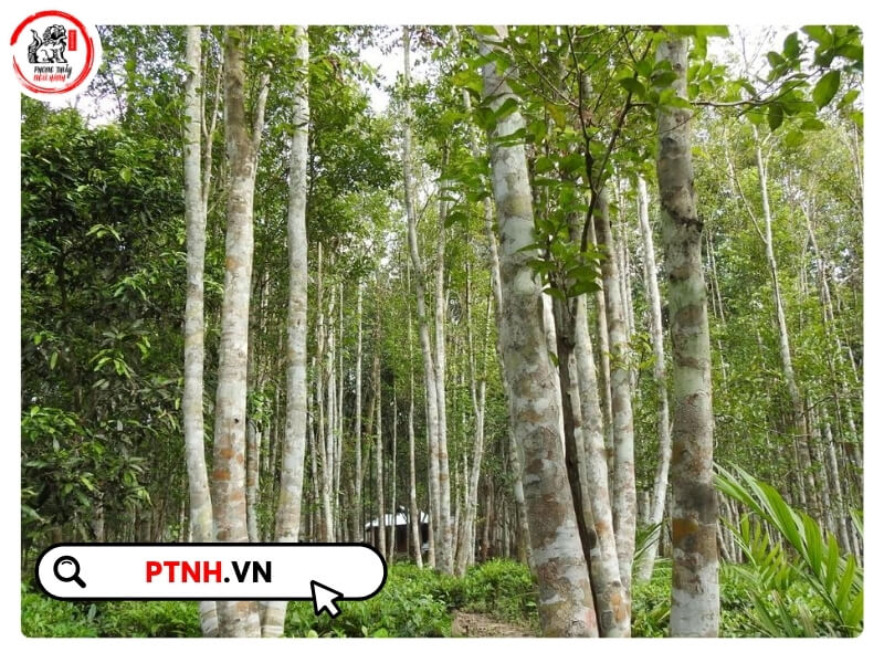 Việc xác định đúng thời điểm cây đã hình thành trầm sẽ giúp tối ưu thời gian thu hoạch và đảm bảo chất lượng trầm đạt tiêu chuẩn cao nhất.