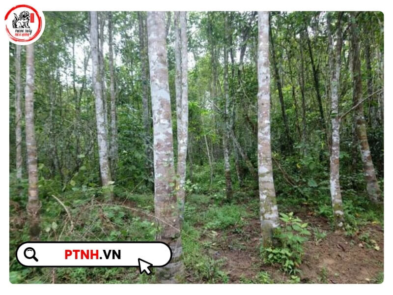 Ngoài chăm sóc, áp dụng các phương pháp kích thích tạo trầm như khoan lỗ, bơm dung dịch sinh học hoặc cấy vi sinh có thể giúp rút ngắn thời gian hình thành trầm xuống còn 5 – 7 năm, thay vì 10 – 20 năm như trong điều kiện tự nhiên.