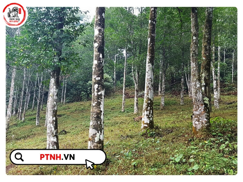 Cấy vi sinh là phương pháp phổ biến được áp dụng rộng rãi để thúc đẩy quá trình tạo trầm trong thời gian ngắn hơn.