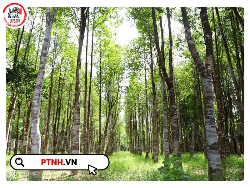 Chăm sóc cây trầm hương đúng kỹ thuật là yếu tố quyết định đến chất lượng trầm cũng như rút ngắn thời gian thu hoạch.