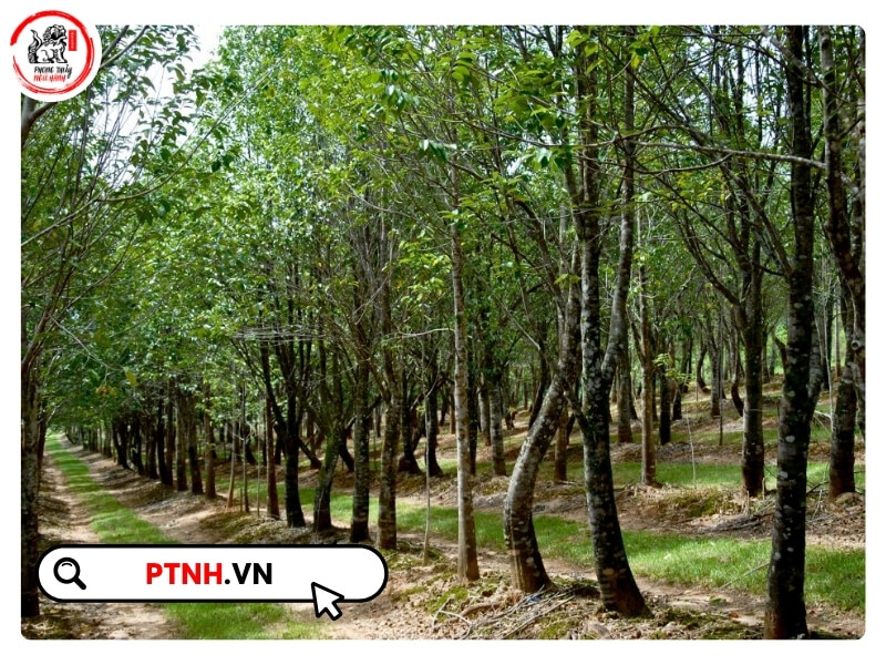 Việc trồng và khai thác cây trầm hương là một quá trình dài đòi hỏi sự kiên nhẫn, kiến thức và kỹ thuật chăm sóc đúng cách để đạt hiệu quả kinh tế tối ưu.