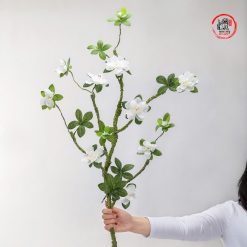 hoa đỗ quyên